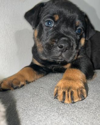 Cuccioli cane