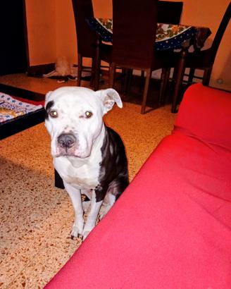 Amstaff femmina buona educata sana 6 anni