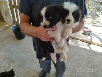 Cuccioli di Border Collie