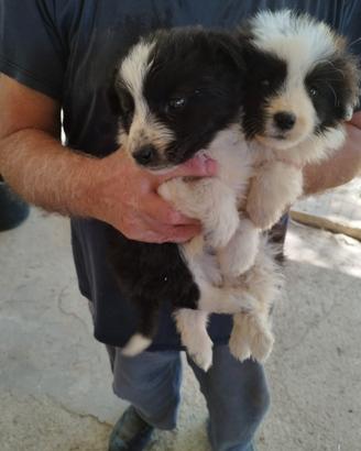 Cuccioli di Border Collie