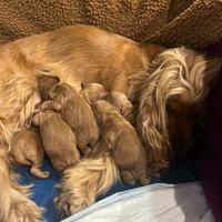 Cuccioli cocker spaniel