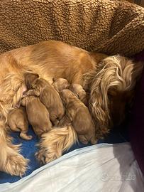 Cuccioli cocker spaniel