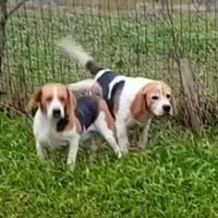 Bagle e Jack russell