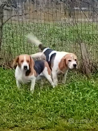 Bagle e Jack russell