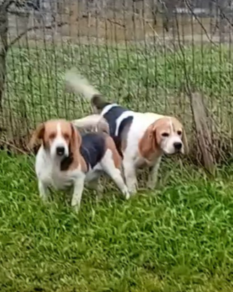 Bagle e Jack russell