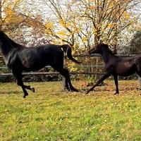 Purosangue araba NERA