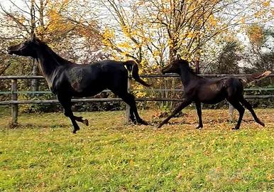 Purosangue araba NERA
