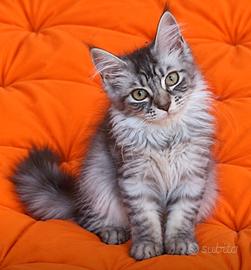 Cucciola di Maine Coon