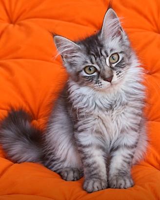 Cucciola di Maine Coon