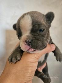 Bulldog francese femmina blu mini
