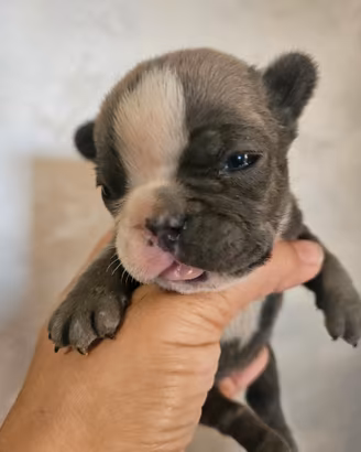 Bulldog francese femmina blu mini