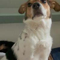 Pensione casalinga per cani con pernottamento ?