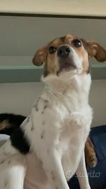 Pensione casalinga per cani con pernottamento ?