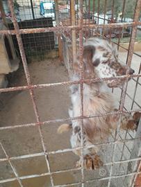 Setter dianella maschio