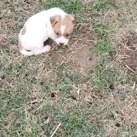 Cuccioli Jack Russell con PEDIGREE