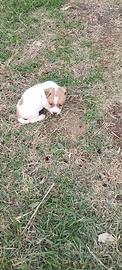 Cuccioli Jack Russell con PEDIGREE