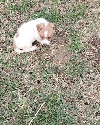 Cuccioli Jack Russell con PEDIGREE