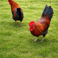 Galli razza Marans