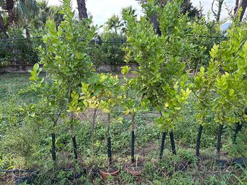 Piante di limoni