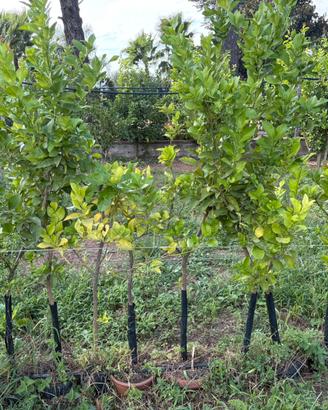 Piante di limoni