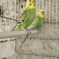 Coppia di cocorite