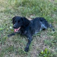 Breton, epagneul breton