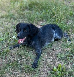 Breton, epagneul breton