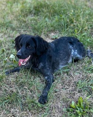 Breton, epagneul breton