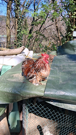 Galli cocincina nana