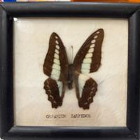 Farfalle imbalsamate in cornice vetro e legno