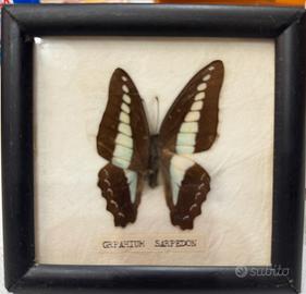 Farfalle imbalsamate in cornice vetro e legno