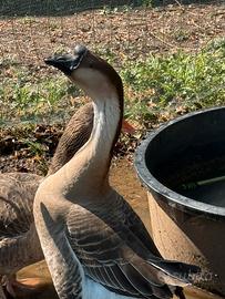 Oca del Campidoglio maschio 3 anni