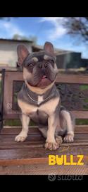 Bulldog francese Lilac tan