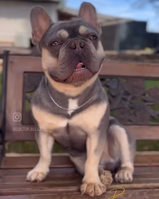 Bulldog francese Lilac tan