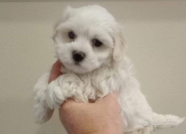 Maltesi cuccioli