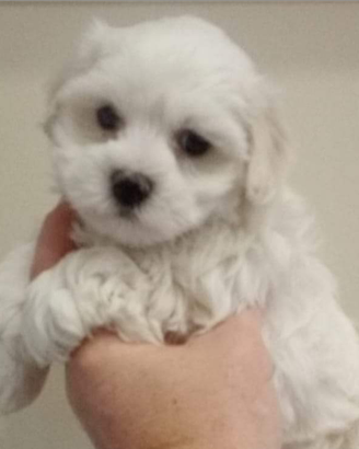 Maltesi cuccioli