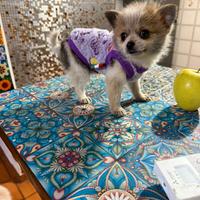 Mini Chihuahua Spitz maschio