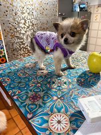 Mini Chihuahua Spitz maschio