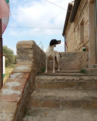Cane pointer
