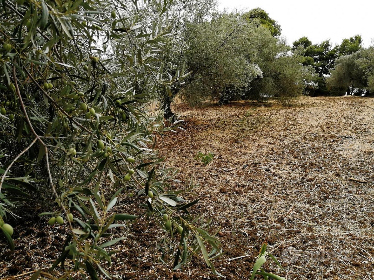Terreno agricolo 2.200 mq - Santa Flavia (Laccia), - Vista 4