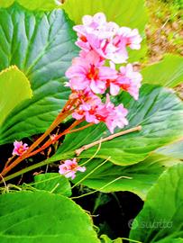 pianta di bergenia