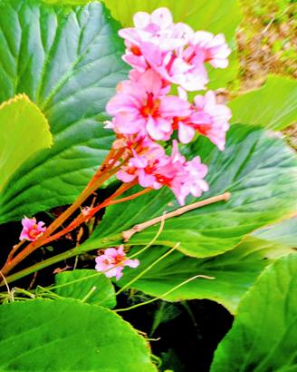 pianta di bergenia