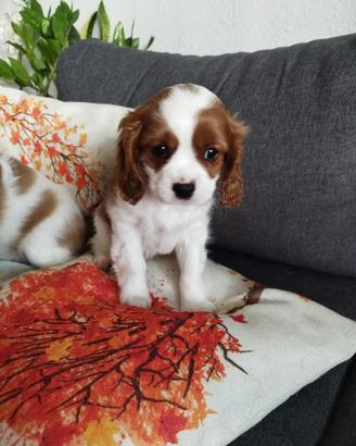 Cavalier King Charles Spaniel cuccioli