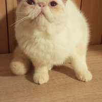 Exotic Persiano colourpoint