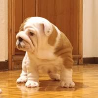 Cucciola bulldog inglese