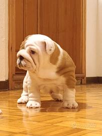 Cucciola bulldog inglese
