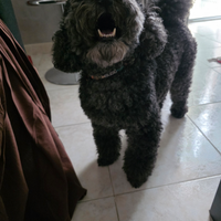 Barboncino per accoppiamento