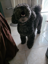 Barboncino per accoppiamento