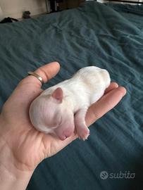 Cucciolo maltese toy