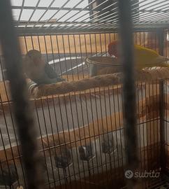 Inseparabili fischer coppia